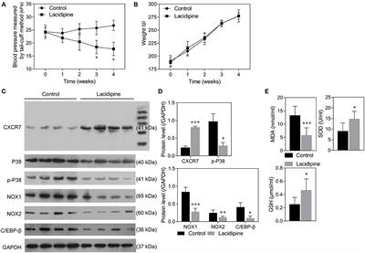 Lacidipine Ameliorates the Endothelial Senescence and Inflammatory Injury Through CXCR7/P38/C/EBP-β Signaling Pathway